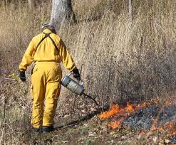 prescribed burns
