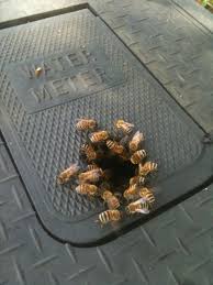 Bees
