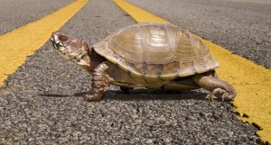box-turtle
