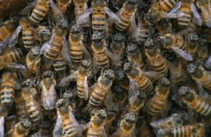bees