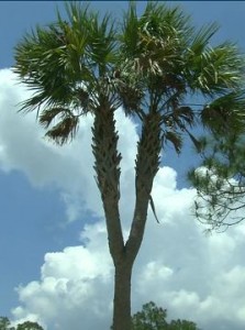 Double-Palm-Tree-1